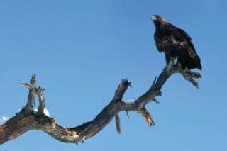 aigle